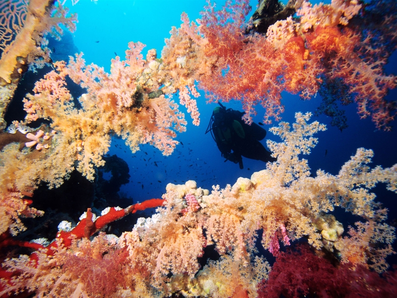 Octocoralli Octocoralli